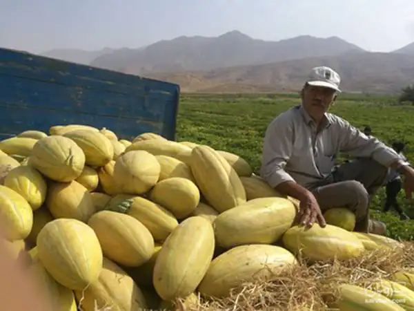 تعبیر خواب خربزه از امام صادق تعبیر خواب خربزه حضرت یوسف تعبیر خواب خربزه برای دختر مجرد تعبیر خواب خربزه قاچ شده تعبیر خواب خربزه گرفتن از دیگران تعبیر خواب خربزه مشهدی تعبیر خواب خربزه دادن به مهمان تعبیر خواب خربزه و طالبی