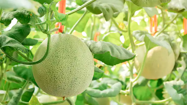 تعبیر خواب باغ طالبی + حضرت یوسف و امام صادق و طالبی زرد برای دختر مجرد