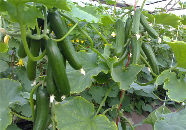 تعبیر خواب بوستان خیار سبز حضرت یوسف + بوستان صیفی جات برای زن متاهل