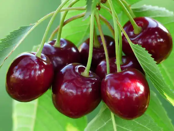 تعبیر خواب چیدن آلبالو از درخت + آلبالو برای دختر مجرد از امام صادق