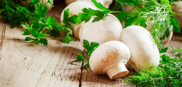 تعبیر خواب چیدن قارچ خوراکی + یوسف پیامبر و قارچ دراوردن از زمین و قارچ سفید زیاد