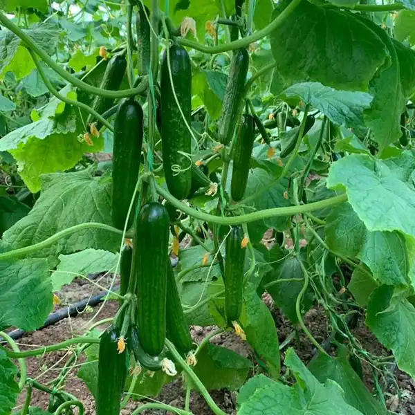 تعبیر خواب چیدن خیار از بوته + خیار سبز حضرت یوسف و خیار برای زن متاهل