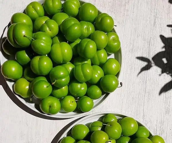 تعبیر خواب درخت آلو سبز + آلوچه سبز برای دختر مجرد و چیدن گوجه سبز از درخت