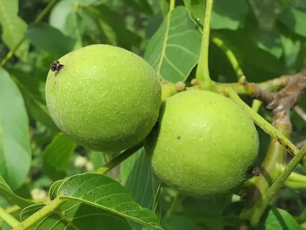 تعبیر خواب درخت گردو سبز در حیاط خانه برای دختر مجرد امام صادق و حضرت یوسف