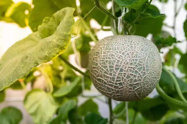 تعبیر خواب درخت طالبی زیاد + طالبی سبز گرفتن برای زن باردار و دختر مجرد