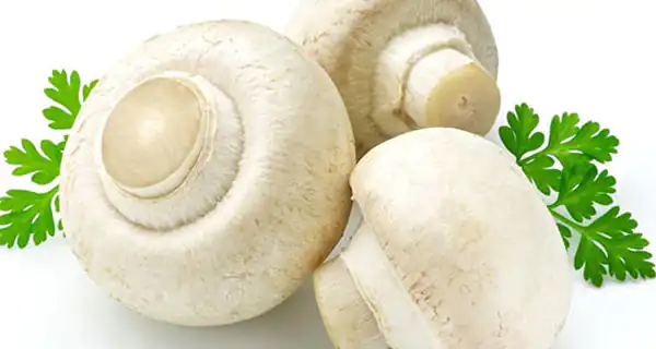 تعبیر خواب قارچ برای زن باردار + قارچ دراوردن از زمین و چیدن قارچ سفید زیاد
