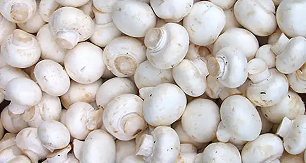 تعبیر خواب قارچ چیدن + قارچ سفید زیاد چیدن برای دختر مجرد از امام صادق