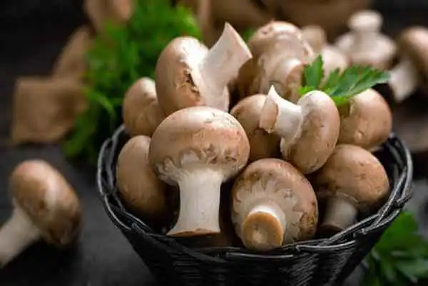 تعبیر خواب قارچ و مار + قارچ پوستی و سفید و قهوه ای و کبابی و دنبلان کوهی
