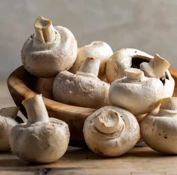 تعبیر خواب قارچ خوراکی + قارچ دراوردن از زمین و قارچ چیدن برای دختر مجرد