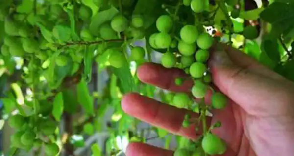 تعبیر خواب غوره چیدن از درخت + غوره روی درخت امام صادق و حضرت یوسف
