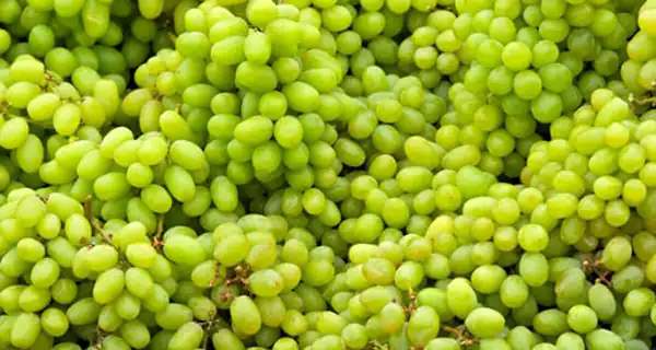 تعبیر خواب غوره چیدن روی درخت + غوره سبز امام صادق و حضرت یوسف