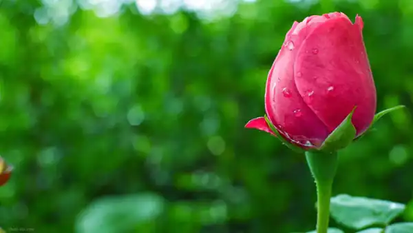تعبیر خواب گل گرفتن از زن و پسر و معشوق + گل طبیعی در گلدان