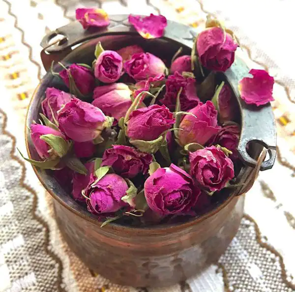 تعبیر خواب گل محمدی + چیدن گل محمدی حضرت یوسف و امام صادق