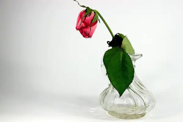 تعبیر خواب گل پژمرده + خشک شدن گل طبیعی و گیاه پژمرده در گلدان