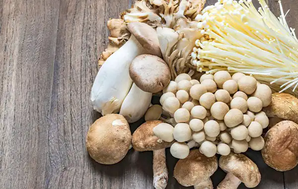 تعبیر خواب جمع اوری قارچ سفید + قارچ دراوردن از زمین و قارچ سفید برای دختر مجرد