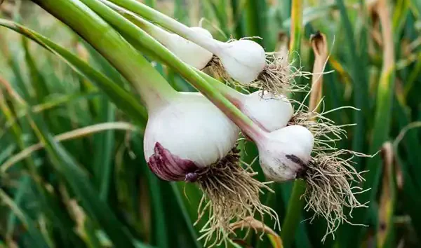 تعبیر خواب کندن سیر از زمین + سیر سبز تازه و بوته ای و سفید برای دختر مجرد