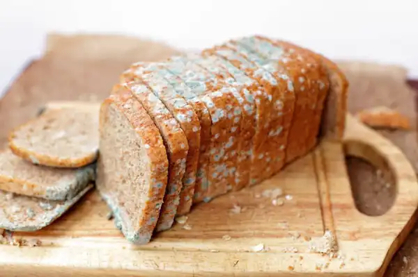 تعبیر خواب کپک زدن + کپک زدن دیوار خانه و غذا و لباس و موی سر و میوه