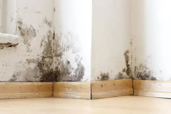 تعبیر خواب کپک زدن دیوار خانه + کپک زدن لباس و بدن و غذا و کپک زدن موی سر