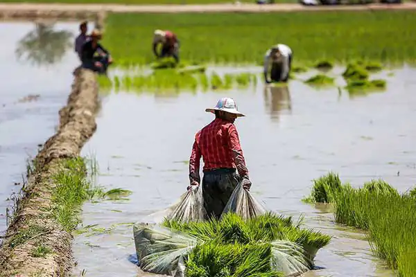 تعبیر خواب کشاورزی پر اب + زمین کشاورزی دیگران برای دختر مجرد