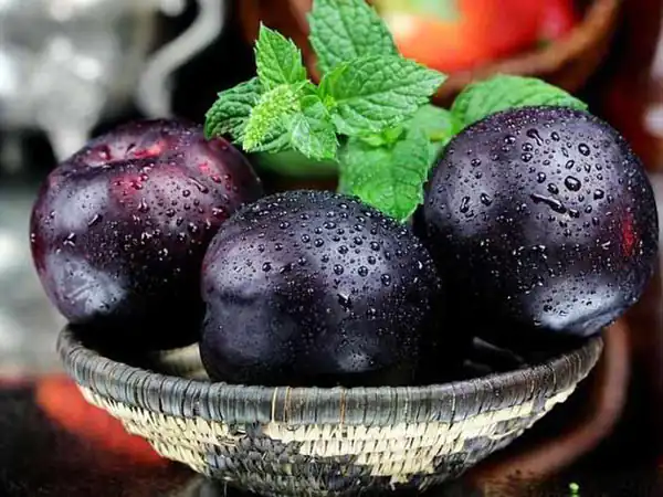 تعبیر خواب خوردن آلو قرمز + برای دختر مجرد و چیدن آلوچه قرمز از درخت