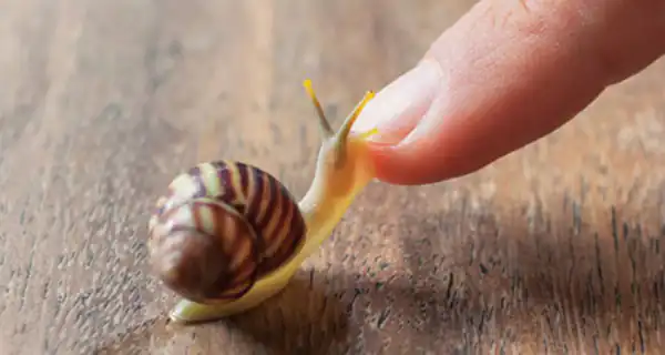 تعبیر خواب خوردن گوشت حلزون + حلزون در بدن و چسبیدن حلزون به بدن