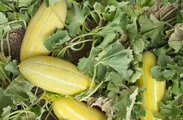 تعبیر خواب خوردن خربزه شیرین برای دختر مجرد + خربزه گرفتن از دیگران
