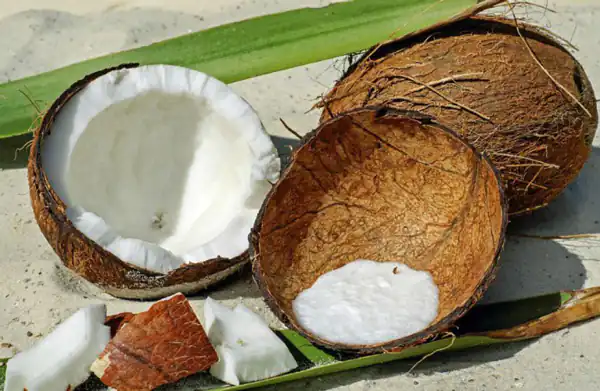تعبیر خواب خوردن نارگیل شیرین + برای دختر مجرد امام صادق و حضرت یوسف