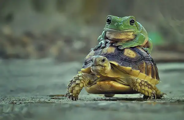 تعبیر خواب لاک پشت و قورباغه + برای دختر مجرد و لاک پشت و مار بزرگ و کوچک