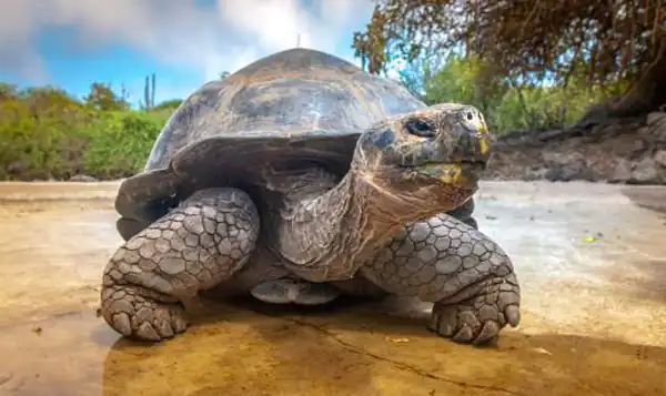 تعبیر خواب لاک پشت غول پیکر + بچه لاک پشت های زیاد از حضرت یوسف