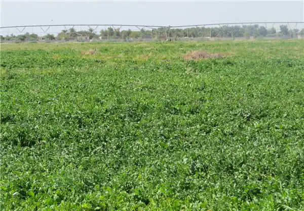 تعبیر خواب مزرعه یونجه برای زن باردار + آبیاری یونجه و یونجه دادن به گاو