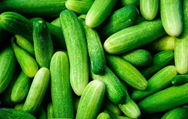 تعبیر خواب میوه خیار سبز برای زن متاهل + خیار گرفتن از دیگران از حضرت یوسف