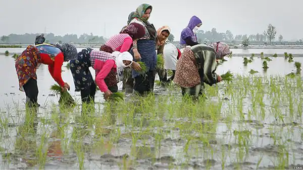 تعبیر خواب نشاکاری برنج + شالیزار برنج سبز و نشا برنج توسط مرده و دیدن کاشت برنج