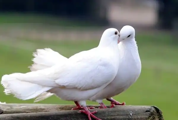 تعبیر خواب پرنده سفید + برای دختر مجرد از حضرت یوسف و پرنده سفید امام صادق