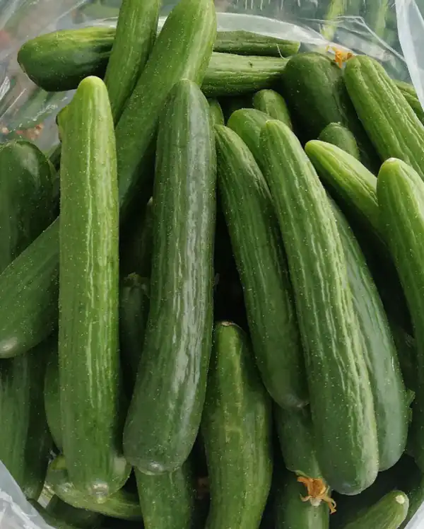تعبیر خواب خیار برای دختر مجرد نی نی سایت
تعبیر خواب خیار برای زن متاهل
تعبیر خواب خیارشور برای دختر مجرد
تعبیر خواب بوته خیار تازه
تعبیر خواب خیار گرفتن از دیگران
تعبیر خواب چیدن خیار سبز از بوته
تعبیر خواب مزرعه خیار سبز
تعبیر خواب خیار و جنسیت جنین