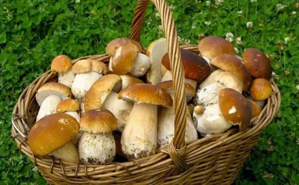 تعبیر خواب روییدن قارچ روی بدن + قارچ پوستی سر و قارچ دراوردن از زمین