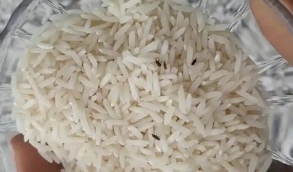 تعبیر خواب شپش زدن برنج + مورچه در برنج خام و خراب شدن برنج