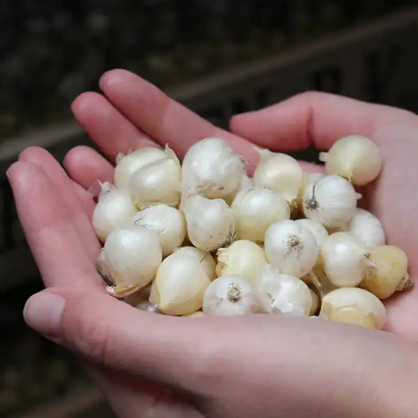 تعبیر خواب سیر کوهی + کندن سیر از زمین برای دختر مجرد و موسیر برای زن باردار