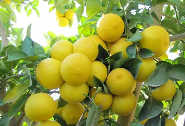 تعبیر خواب باغ لیمو ترش + چیدن لیمو شیرین از درخت و لیمو ترش امام صادق