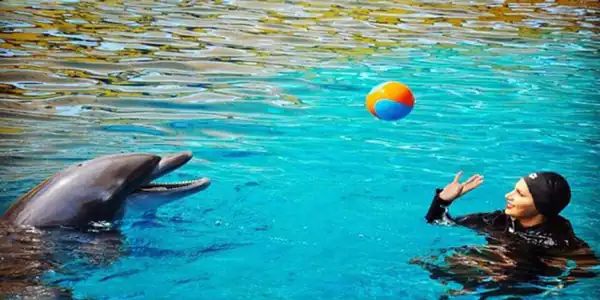 تعبیر خواب شنا با دلفین + در خانه و دلفین برای دختر مجرد و دلفین وحشی