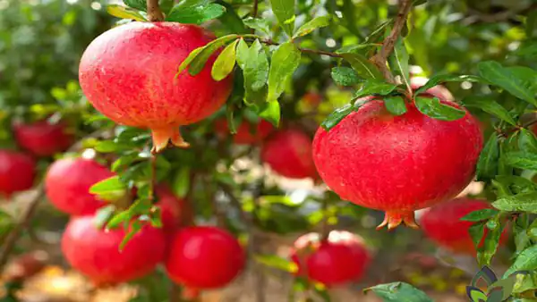 تعبیر خواب انار چیدن برای زن متاهل + انار رسیده و خوردن آن و رزق و روزی و ثروت