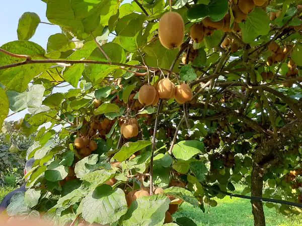تعبیر خواب باغ کیوی + باغ کیوی خشک شده و خرید و فروش باغ کیوی