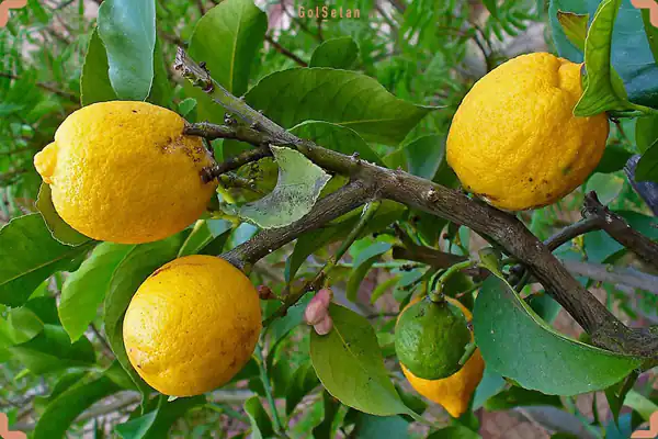 تعبیر خواب دیدن ترنج + ترنج رسیده و شیرین و درخت ترنج