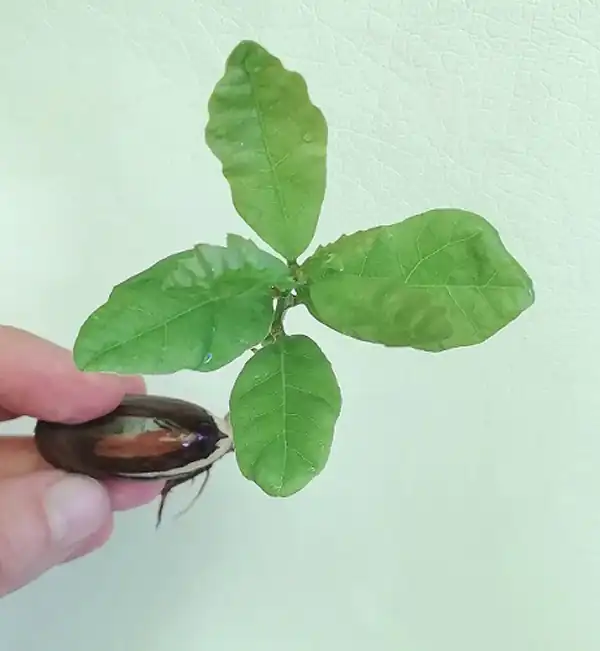 تعبیر خواب کاشتن بلوط + کاشتن بلوط در زمین و به ثمر رسیدن و میوه دادن