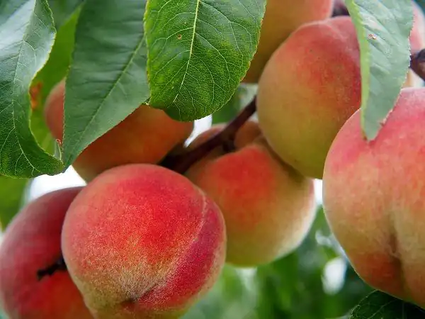 تعبیر خواب خوردن شفتالو شیرین + شفتالو شیرین در باغ و شفتالو شیرین با پوست خوردن