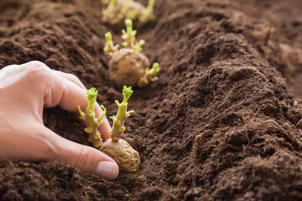 تعبیر خواب سیب زمینی از خاک درآوردن برای زن متاهل + با دست و رزق و روزی