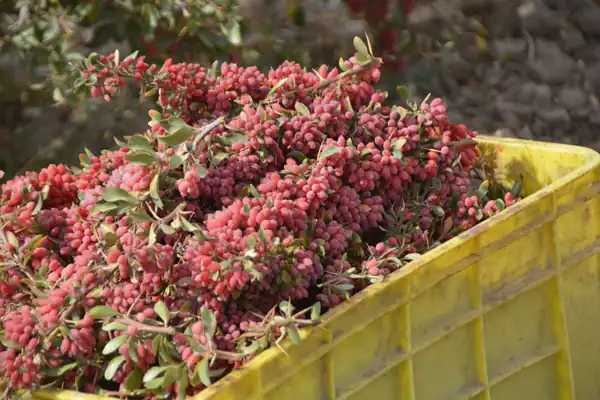 تعبیر خواب زرشک چیدن + زرشک چیدن برای فروش و زرشک چیدن در باغ