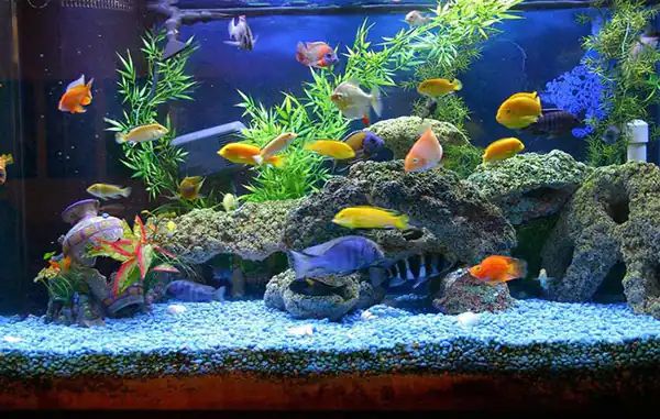 تعبیر خواب ماهی آکواریوم برای زن متاهل + تمیز کردن آکواریوم و ماهی و رزق و روزی