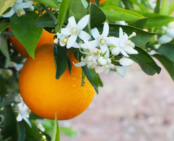 تعبیر خواب بهار نارنج + برای دختر مجرد و زن باردار