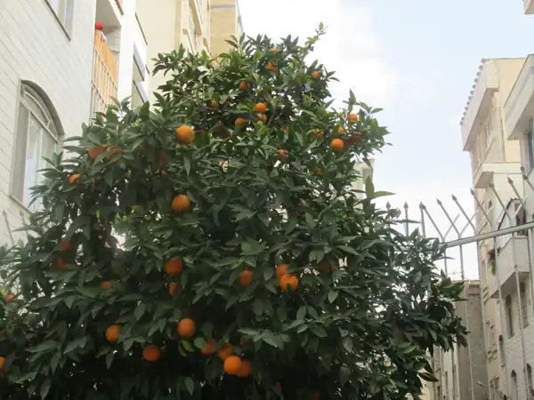 تعبیر خواب درخت نارنج + برای دختر مجرد و زن باردار