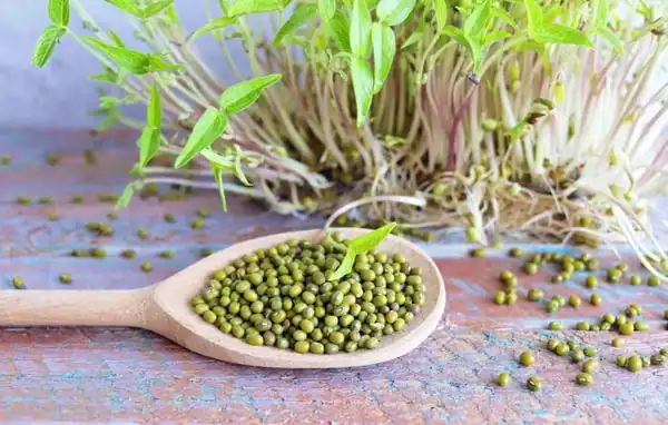 تعبیر خواب جوانه ماش + برای دختر مجرد و زن باردار